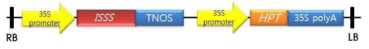 Recombinant vector construction of 35S::SSS1-AS (pCAMS-AS).