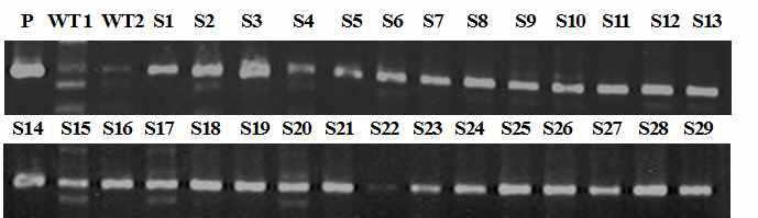 Analysis of hygromycin phosphotransferase (HPT) gene in transgenic rice T0 plants introduced with pCAMS-AS vector by Agrobacterium- mediated method.