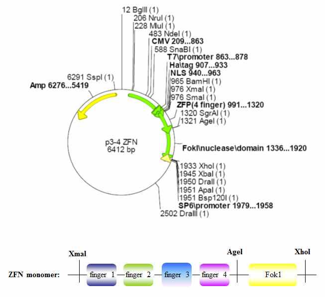 p3-4 ZFN vector construction with finger 1, 2, 3, 4 and FokI site.