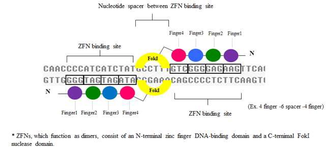 The N-terminal zinc finger DNA-binding domain and C-terminal FokI nuclease domain.