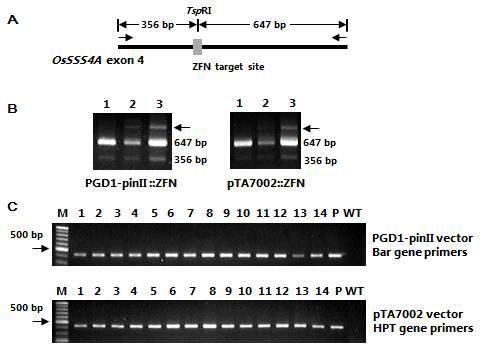 Detection of ZFN-induced mutations in rice protoplasts and somatic cells.