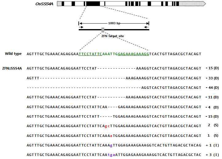 Sequences of germinally transmitted mutations induced by ZFNs. For each target gene, the wild-type sequence is shown at the top with the ZFN recognition sites underlined (Green color). Mutations are indicated in magenta-colored characters (insertion), red-colored characters (substitution) and deletions are shown as hyphens.