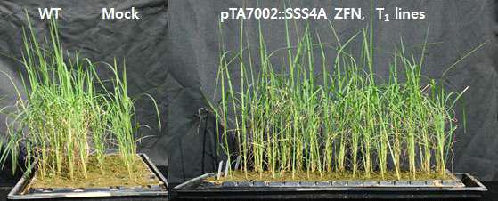 Phenotype of the wild type, mock control (transformed with only vector) and pTA7002::SSS4A::ZFN transgenic plants in rice.