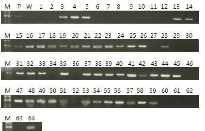 PCR amplification of transferred gene (HPT in pTA7002::SSS4A::ZFN) in transgenic rice lines. The amplification products were separated using a 1.5% agarose gel. Lane M; DNA ladder, Lane P; plasmid DNA as positive control (Mock control), Lane W; wild type plant, Lane1~64; independent T1 lines.
