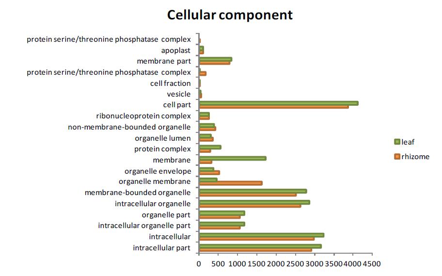 조직별 GO annotation의 cellular component category 분포