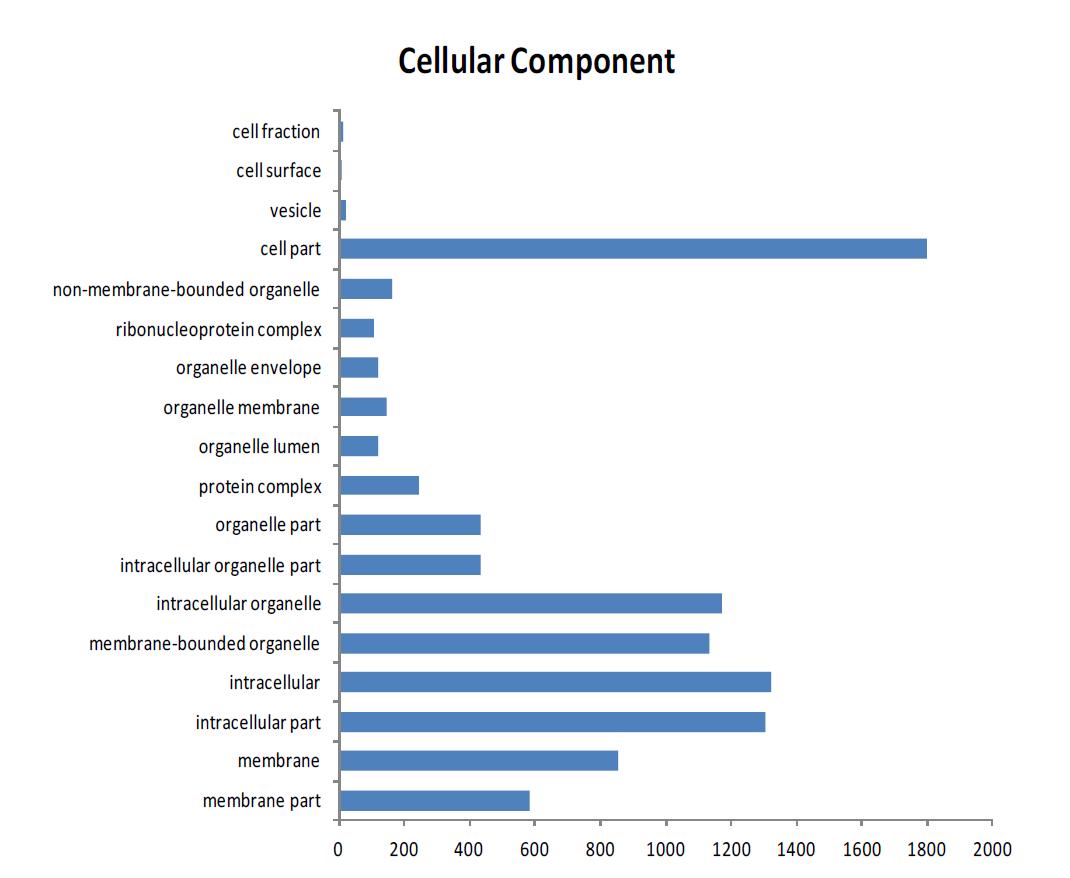 물억새의 cellular component category 분포
