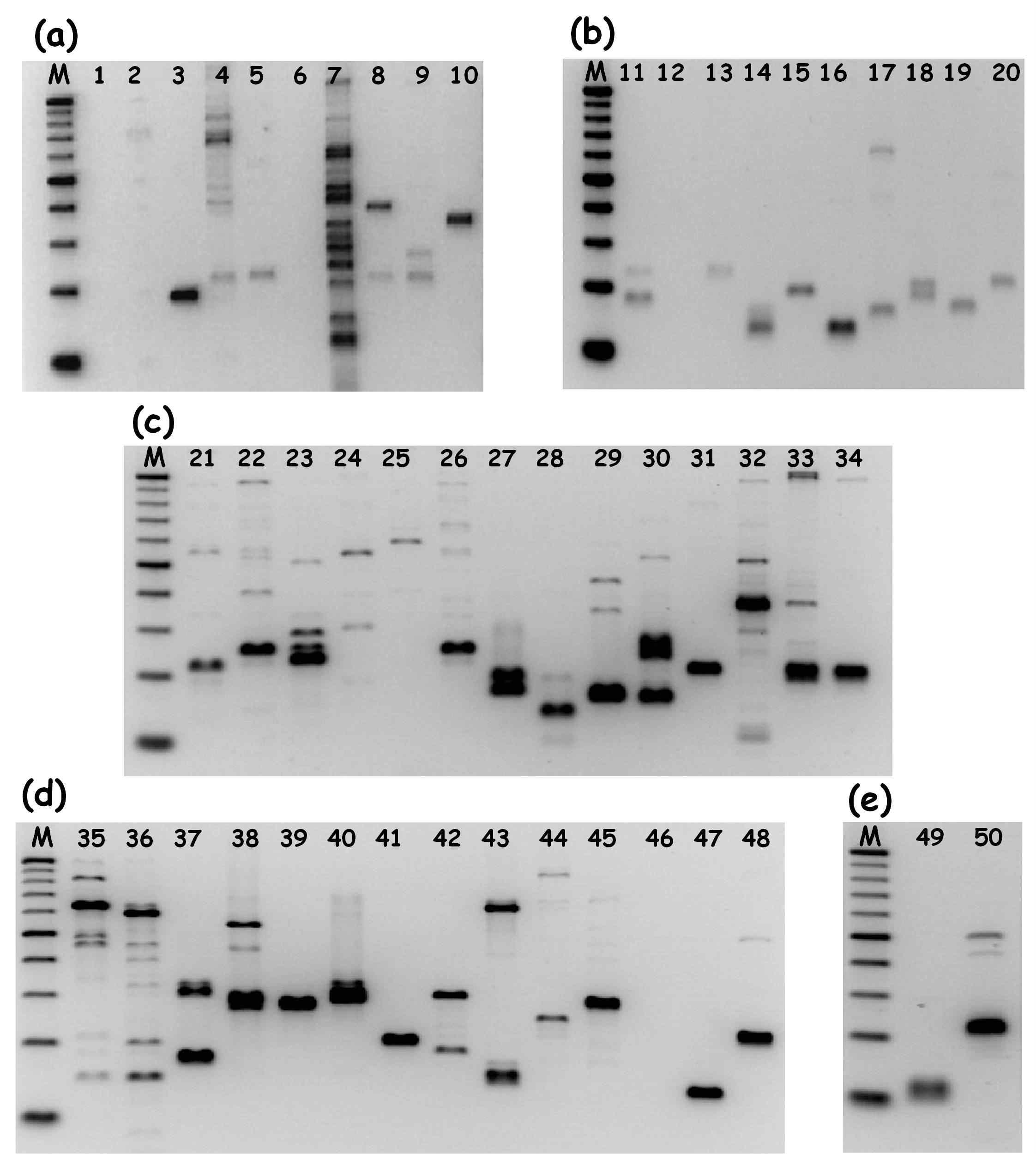 탐색된 SSR primer쌍 PCR 결과 및 allele 분포