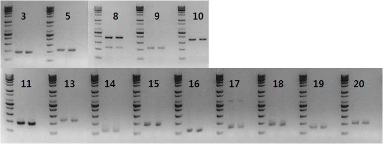 증폭이 확인된 14개를 가지고 다른 PCR 조건으로 재검증한 결과 사진