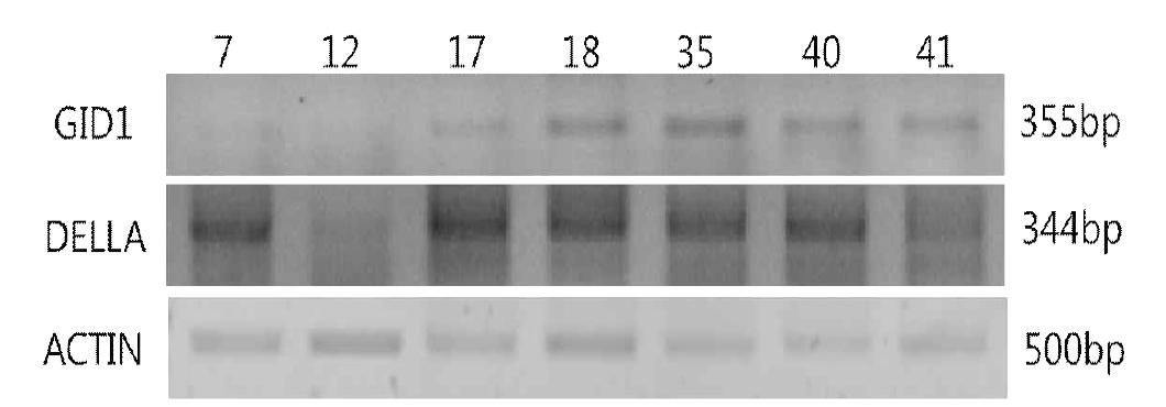 유전자원별 RT-PCR 결과