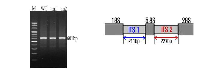 제작된 프라이머로 PCR하여 나온 ITS구역과 5.8S의 총 길이(왼쪽)와 구조(오른쪽)