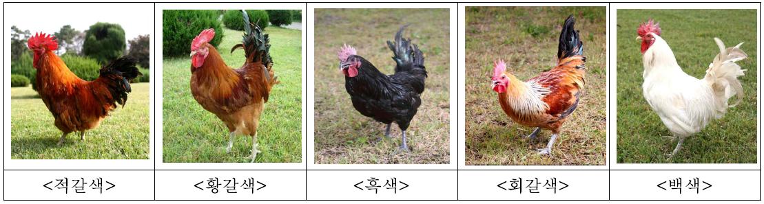 한국재래닭의 계통별 외모특징