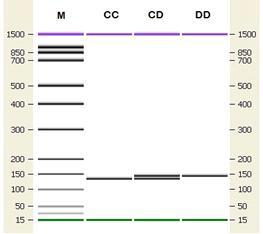 The 9 bp indel in exon region of THRSP gene confirmed by Agilent DNA 1000 Technology. M is marker; CC is genotype CC (135 bp); CD is genotype CD (144 and 135 bp); and DD is genotype DD (144 bp).