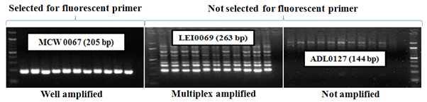 The example of three types of amplified MS markers by PCR