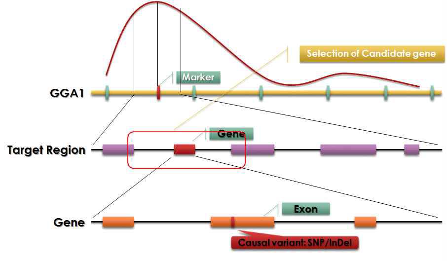 Main concept of candidate gene selection for finding causal variant.