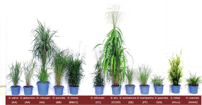 Oryza 속의 대표적인 12개 종의 사진