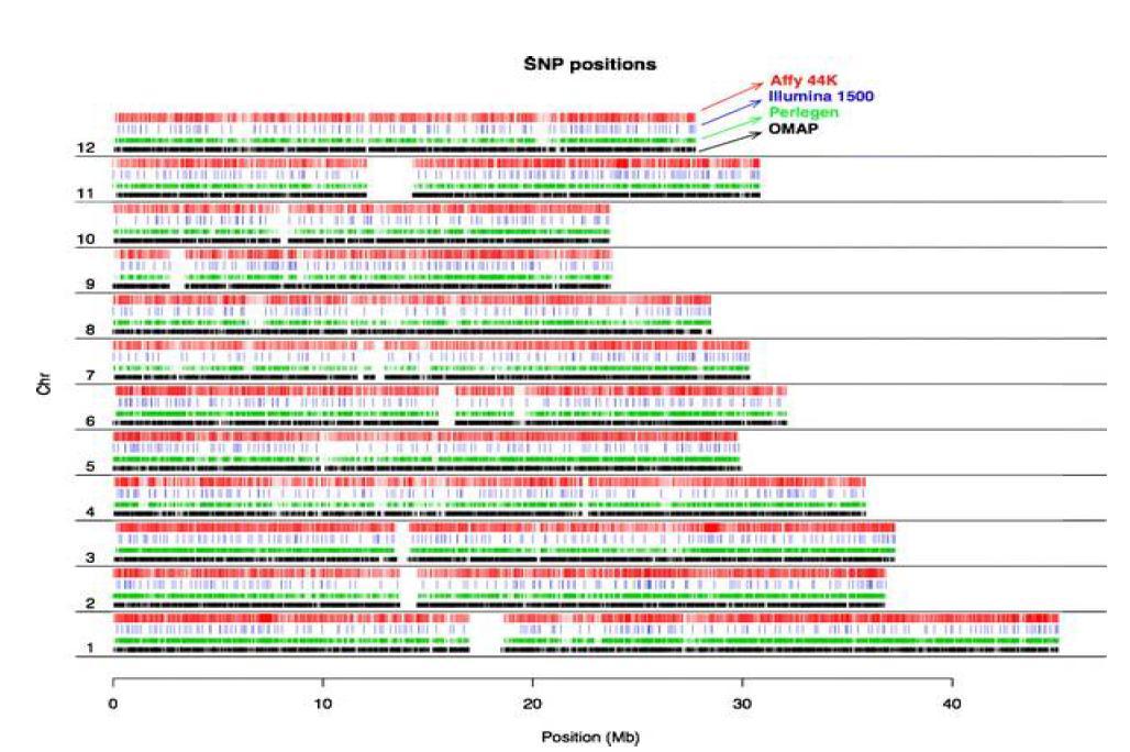 12개 염색체에 분포하는 SNP의 위치.