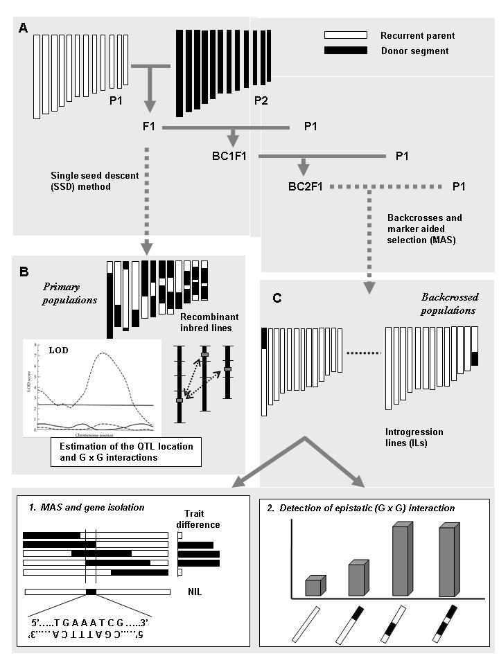 일차적 및 이입계통을 이용하여 수량성 및 내한발성 관여 양적형질 유전자를 탐색하기 위한 흐름도.