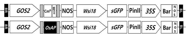 Construction of OsAP rufipogon gene sepcific RNA vector