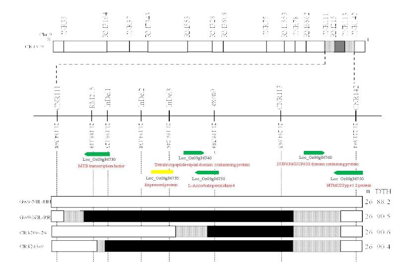 Schematic diagram of the gw9 region and the difference of traits among the lines.