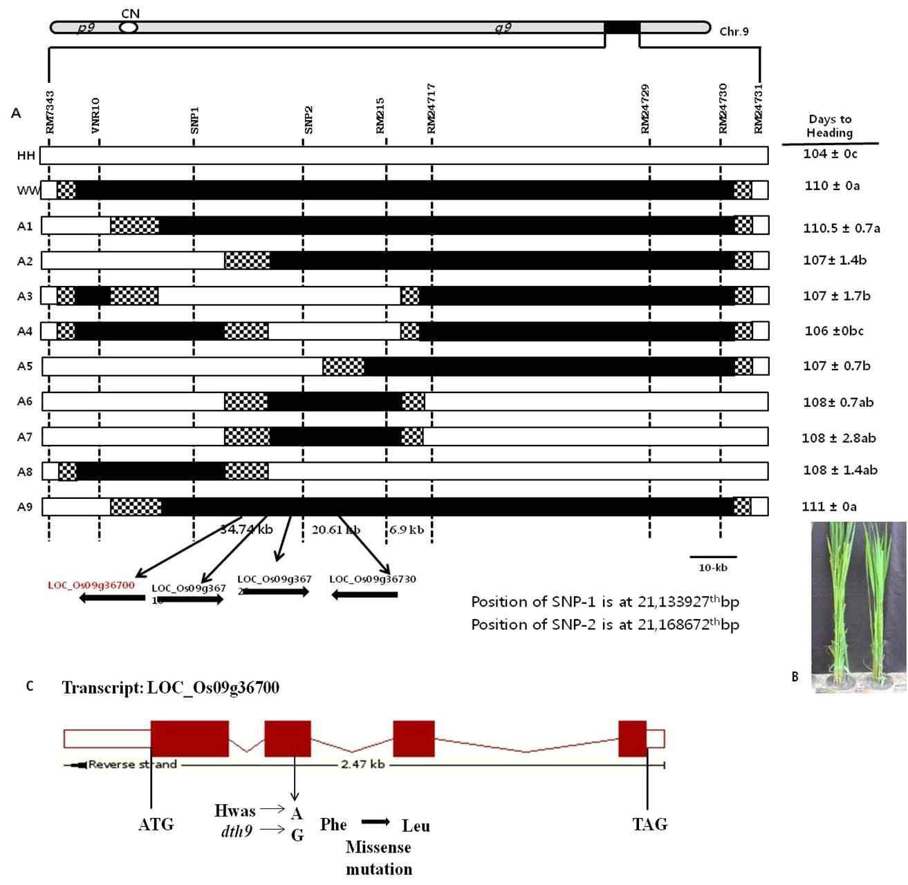 (A) Fine mapping of dth9. (B) Picture showing difference in days to heading between Hwaseong and NIL-dth9. (C) Structure of the predicted gene (LOC_Os09g36700) located on the long arm of chromosome 9 which codes for ribonuclease T2 family domain containing protein. One missense mutation was found in the second exon region.