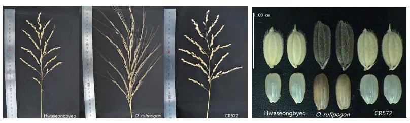 Comparison of panicle and grain morphology between the parents and CR572.