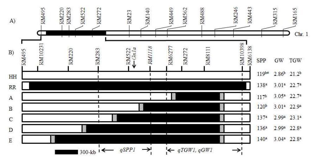 A) A single introgression from O. rufipogon is flanked by RM495 and RM23 on chromosome 1 in CR572. B) Graphical genotypes of the F3 lines used for the substitution mapping of qSPP1 and qTGW1.