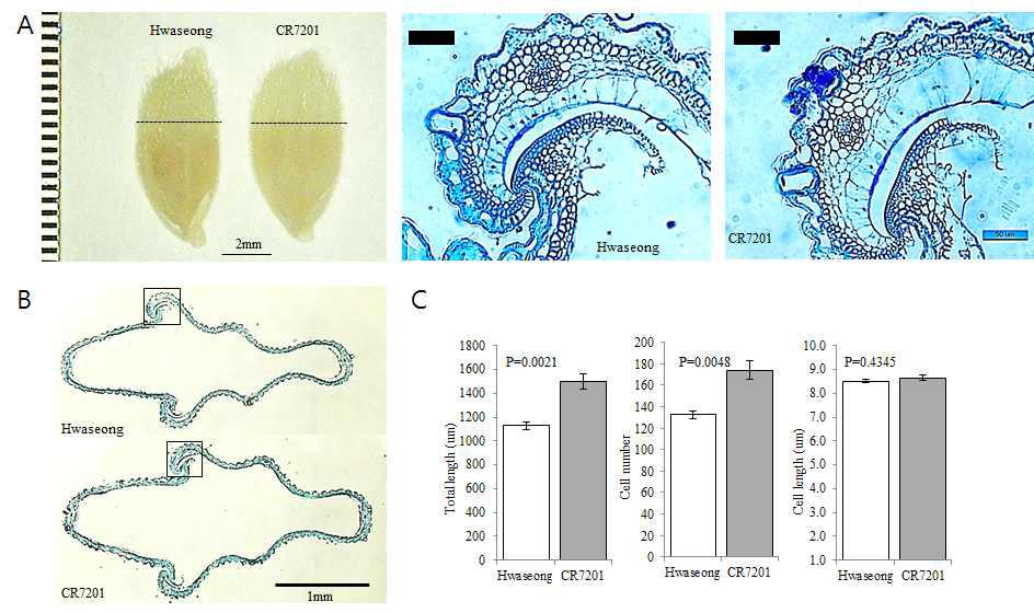 Histological analyses of spikelet hulls 3 days before heading in Hwaseong and CR7201