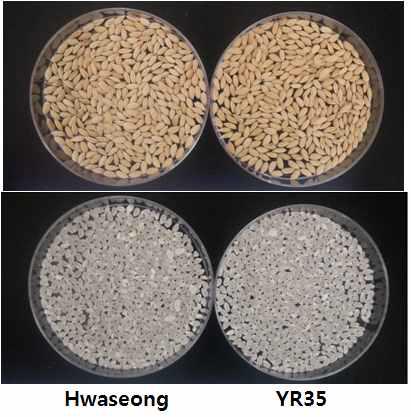 Comparison of grain morphology between Hwaseong and YR35.