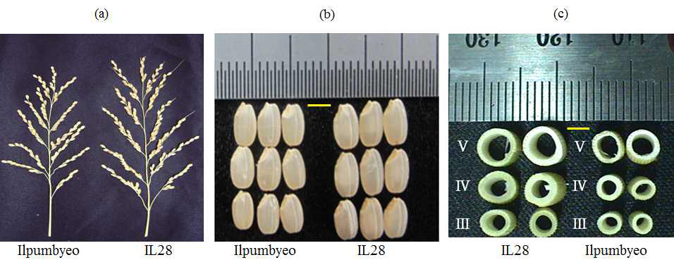 Phenotype difference between Ilpumbyeo and IL28 in (a) panicle, (b) grain size (scale bar: 3mm), and (c) node width (scale bar: 3mm). III, IV, and V indicate the third, fourth, and fifth node, respectively.