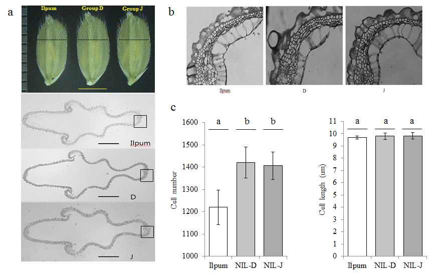 Histological analyses of spikelet hull 3 days before heading in Ilpumbyeo, group D, and group J.