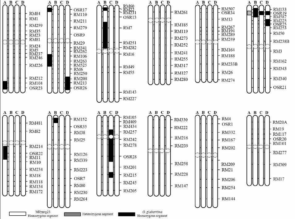 Graphical genotypes of selected four lines. ( A: IL9, B: IL12, C: IL41, D: IL55).