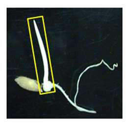 Organs of 4-day-old rice seedling. Part in the yellow box was used for microarray analysis.