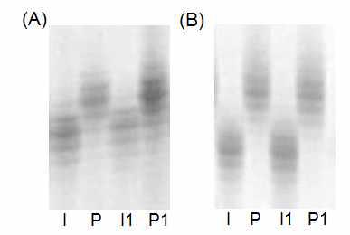 Bulked segregant analysis with SSR markers, RM306 (A) and RM426 (B).