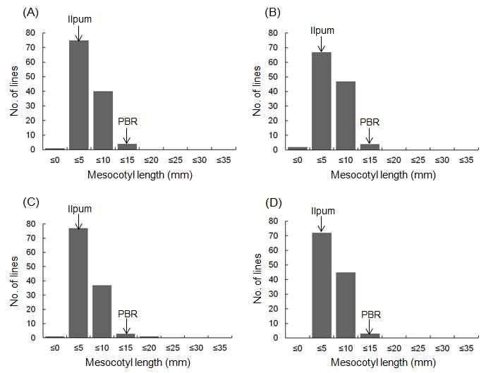 Distribution of mesocotyl length of the120 F8 lines derived from a cross between Ilpum and weedy rice, PBR.