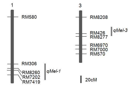 Chromosomal locations of the QTL for mesocotyl length in 120 F8 lines from a cross between Ilpum and PBR.