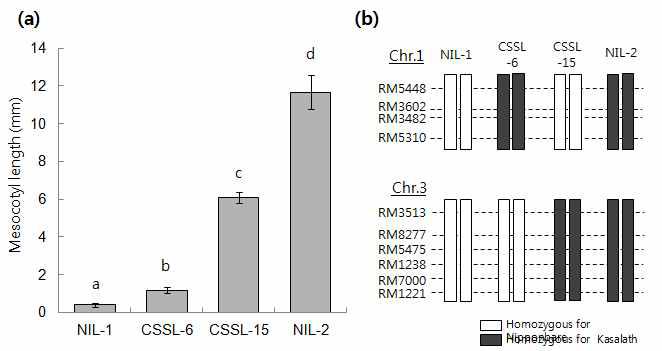 Comparison of mesocotyl length in 2 NILs and 2 parental lines, CSSL-6 and CSSL-15 with different genotypes at qMel-1 and qMel-3.