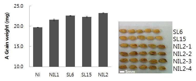 A Grain of brown rice weight and size of CSSL-6, CSSL-15 and NIL2 lines