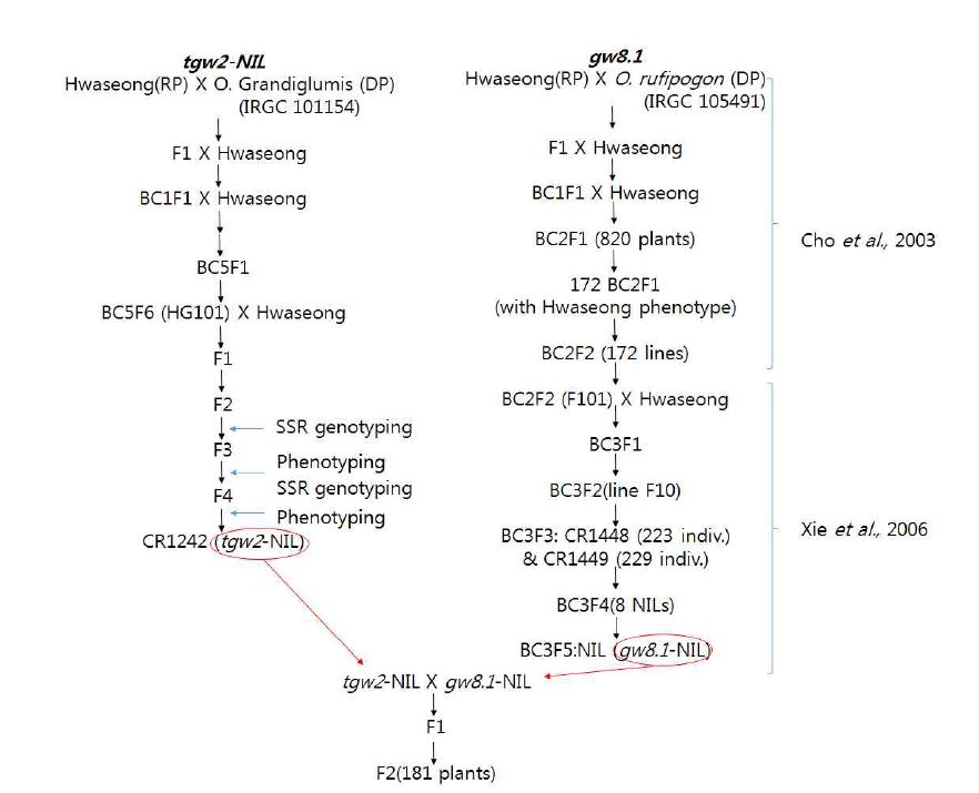 Schematic diagram of developing F2 181 plants derived from a cross between tgw2-NIL and gw8.1-NIL.