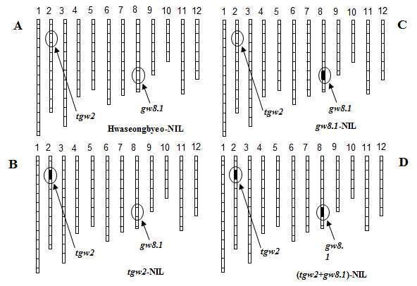 Graphical genotypes of 4 representative groups. Open bars and solid bars show RP (Hwanseong) and DP