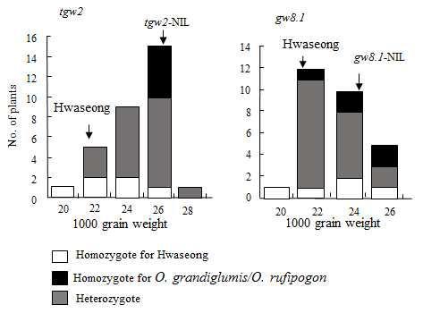 Frequency distributions of 1,000 grain weight(TGW) in three genotype classes(homozygous and heterozygous for Hwaseong and O. grandiglumis, and for Hwaseong and O. rufipogon, respectively) of each QTL in the F2 population. Arrows indicate mean TGW for Hwaseong and each single QTL-NIL