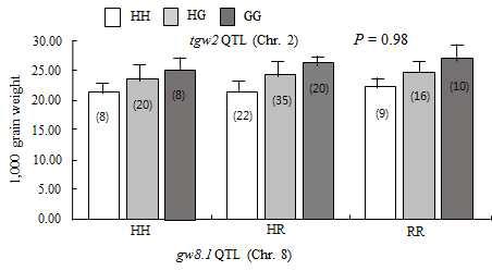 Differences in TGW for different genotype classes between gw2 and gw8.1 in the F2 population.