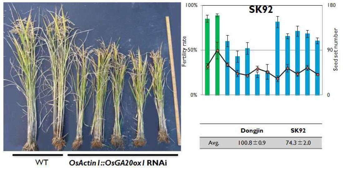 Constitutive promoter인 OsActin1 promoter에 OsGA20oxidase1-RNAi construct를 부착한 vector를 이용하여 형질전환 계통을 육성하고, T1 자손들의 표현형을 분석한 결과,