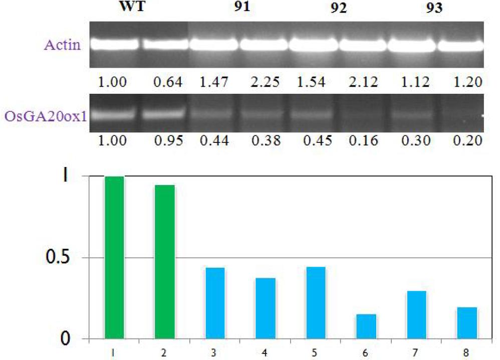 그림 4에 제시된 OsActin1 promoter::OsGA20oxidase1-RNAi vector로 유래된 반왜성형질전환 개체들의 엽 조직으로부터 RNA를 추출하여 RT-PCR방법으로 유전자의 발현여부를 분석한 결과,