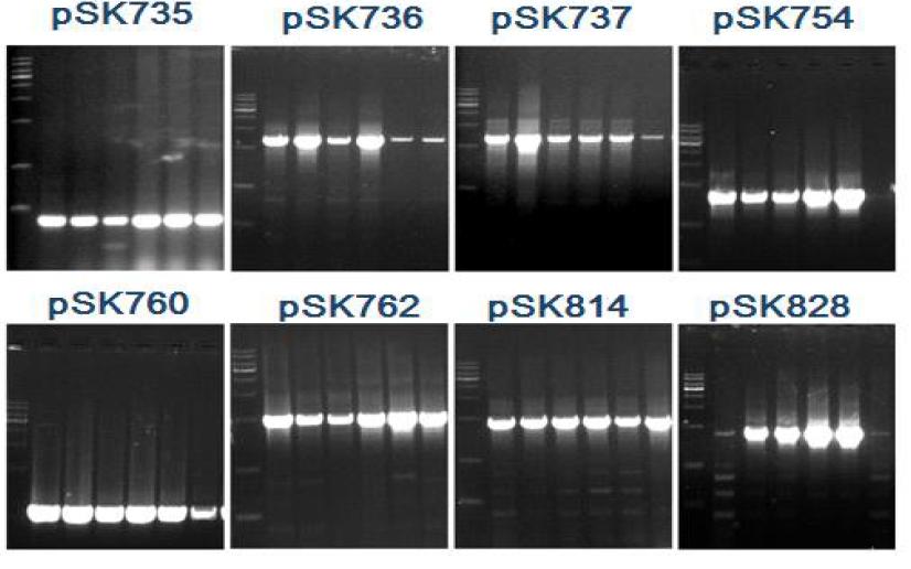 벼 T0 형질전환체의 게놈 상에 T-DNA삽입을 확인하기 위한 PCR분석결과