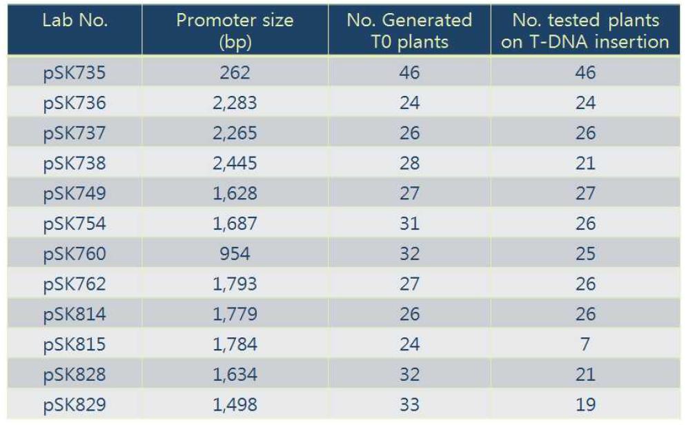 12종의 형질전환용 vector를 이용하여 육성된 벼 T0 형질전환 개체수와 형질전환 개체들중 PCR분석을 통하여 게놈상의 T-DNA함유 여부가 확인된 개체수