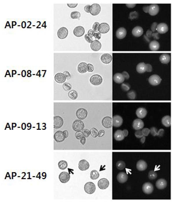 Collapesd pollen 화분표현형을 보인 3개 계통(AP-2-24, AP-8-47, AP-9-13)과vacuolate/collapsed pollen type을 보이는 1개 계통(AP-21-49)의 성숙화분