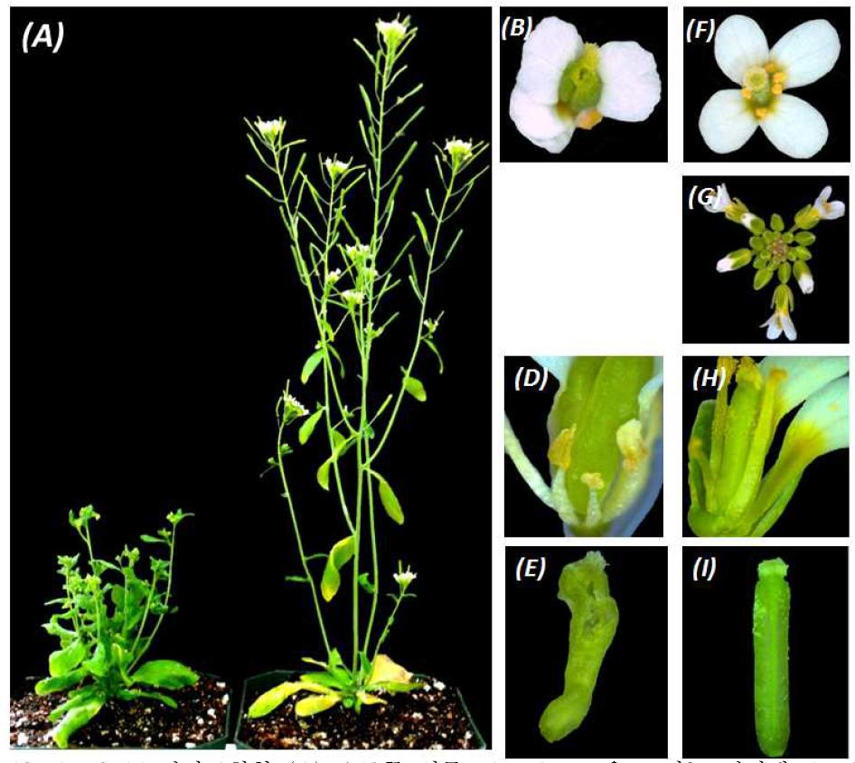 AP-9-14 변이표현형 (A) 오른쪽 식물: dwarf type을 보이는 변이체 AP-9-14, 왼쪽식물: 정상형 Ler plant. (B, D, E) AP-9-14의 꽃, 퇴화된 anther 및 mature silique 표현형. (F, G, H, I) 정상형 Ler plant의 꽃, bud cluster, 화분이 외부로 유출된 anther 및 mature silique 표현형