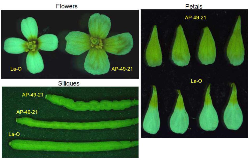 잎 발달관련 표현형을 보이는 AP-49-21 변이체. 잎발달관련 변이 외에 siliquemorphology 및 꽃잎의 염록체 분포양상에도 정상형과 차이를 보임.