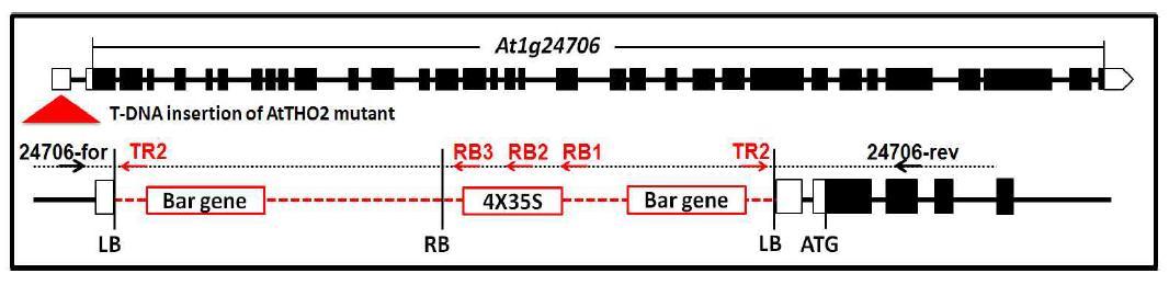 Location of the T-DNA insertion on the 5’-untranslated region (UTR) of theAt1g24706 gene that encodes for a putative THO/TREX complex in Arabidopsis thaliana and the proposed genetic model of the inverted insertion of 2 copies of T-DNA and the primers used in determining the right border and left border region of the T-DNA.