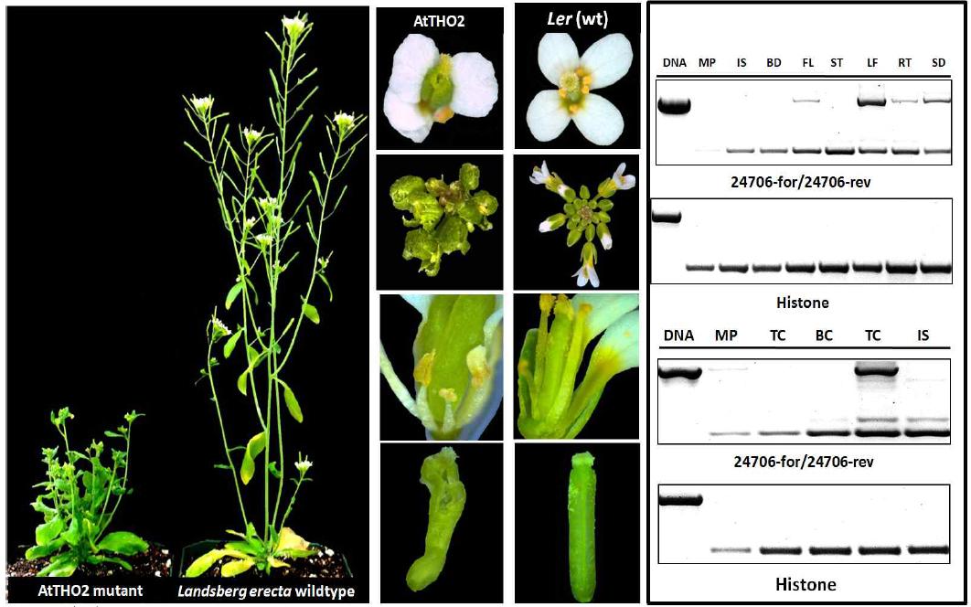 (A) Morphological phenotypes of AtTHO2 homozygote mutant and Landsbergerecta. (B) Expression levels of At1g24706 on wild type tissues (MP, mature pollen; IS, isolated spores; BD, bud; FL, open flower; ST, stem; LF, rosette leaves; RT, root; and SD, seedling stage) and stages of pollen development (MP, mature pollen; TC, tricellular pollen; BC, bicellular pollen; UC, uni-cellular microspores and IS, isolated spores).